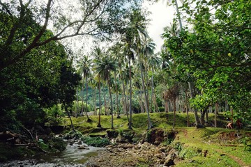 tropical dream paradise landscape from a small island of the pacific ocean with palm trees and a small village