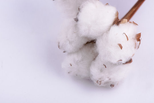 cotton on a white background © masyuk1989