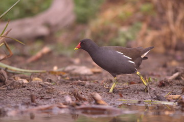 Obraz premium Gallinule poule d'eau en quête