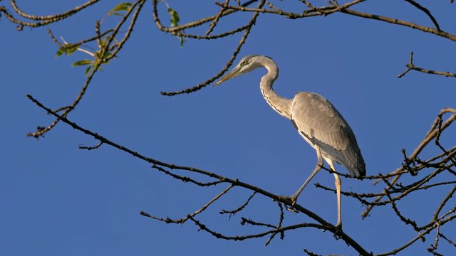 Grey heron taking off from tree