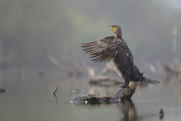 Séchage des ailes _ Grand cormoran