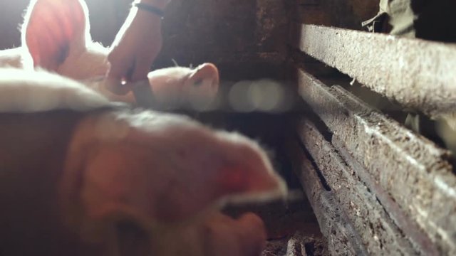 Adult white pig breed is happy to eat from your hand.  Taken through grille, side view, close up, natural light, real time, slop the hogs
