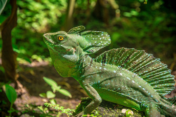 Costa Rica Basilisk Jesus Lizard