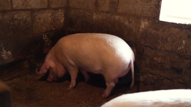 The pig stands full-back position and chews something against the wall in the pigsty on the farm. Indoors, real time, natural light.