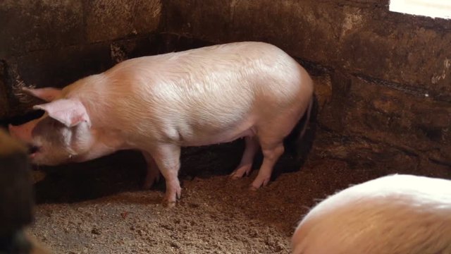 The pig stands sideways to the operator and eats something from the floor. Real time, natural light, in a pigsty on a pig farm.