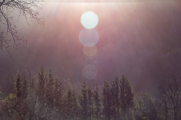 Fototapeta premium Wald