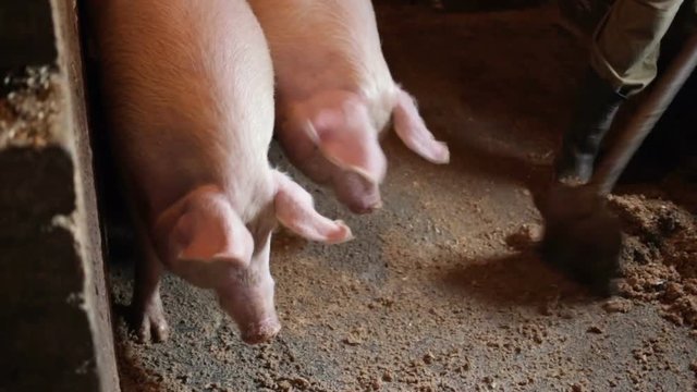 A young strong guy scrapes off the concrete floor in a pigsty dirty sawdust. Real time, on the farm, in the pigsty, natural lighting, high-angle shot, on the background of two curious pigs