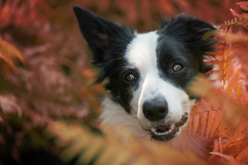 Young border collie dog in a garden