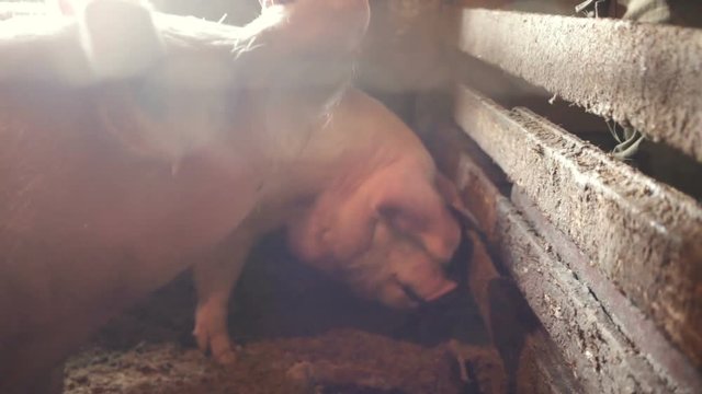 Adult white pig fed by hand close-up. In the pigsty, against the wall and the second pig, on the farm, indoors