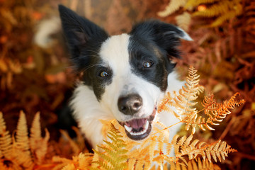 Young border collie dog in a garden looks out of the fern