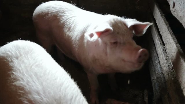 Two adults, active pigs eat in the stable. On a pig farm, real time, natural light, in the village