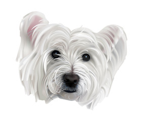 Dog. Westie, or West Highland White Terrier portrait. Hand drawn realistic vector illustration of a cute white doggy with bright black eyes and nose, pink ears.

