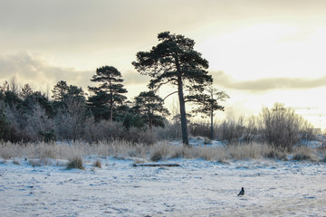 Pine forest. White sea.