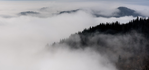 Mountain ridge with clouds flowing through the pine trees. Foggy Landscape.
