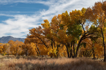 Fototapeta premium fall foliage yellow leaves on trees Eastern Sierra mountain field landscape