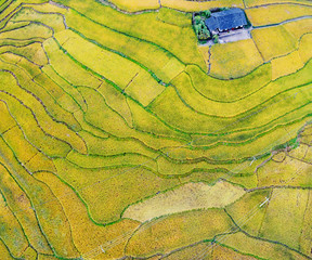 Pastoral harvest