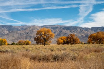 Fototapeta premium fall foliage yellow leaves on trees Eastern Sierra mountain field landscape