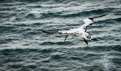 A northern gannet shot closeup from the back gliding through the stormy air of the German island Helgoland in the northern sea. Wings are wide spread giving a great view of the feather details. 