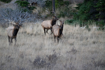 Fototapeta na wymiar Rocky Mountain Elk
