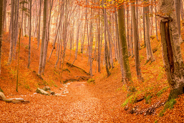 Forest during autumn in Rasnov, Romania