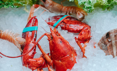 Whole red lobster on ice - obrazy, fototapety, plakaty