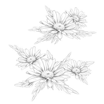 Daisy flower drawing. Vector hand drawn engraved floral set. Chamomile black ink sketch.