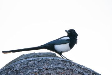 Magpie