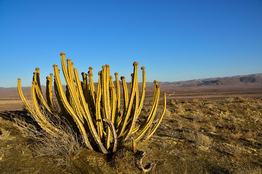 Wüsteneuphorbie im Naukluftgebirge Namibia