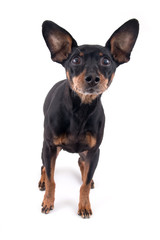 German pinscher dog breed