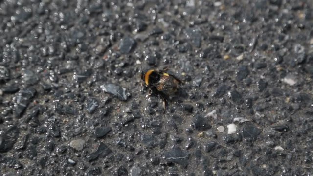 Helpless bumblebee on asphalt closeup, insect suffering poor ecology in big city