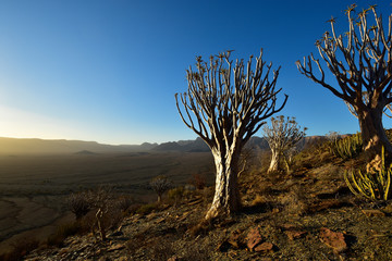 Köcherbaum in der Abenddämmerung Namibia