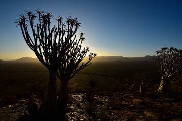 Köcherbaum in der Abenddämmerung Namibia
