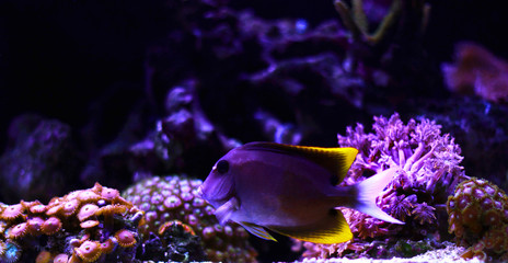 Bristletooth Tomini Tang
(Ctenochaetus tominiensis) 