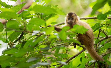 a light-haired monkey capuchin sitting on a tree.