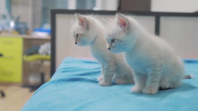 funny video whites two kittens playing on lying on the bed. two kittens are fighting with indoors lifestyle . cat and kittens cats pet concept