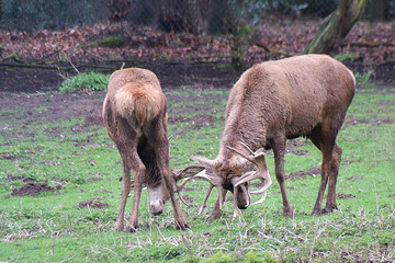 Naklejka na ściany i meble Rutting season as two stag red deer lock antlers 