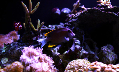 Bristletooth Tomini Tang
(Ctenochaetus tominiensis) 