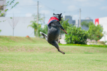 canine australian cattle dog jumping and playing with tennis ball in the park