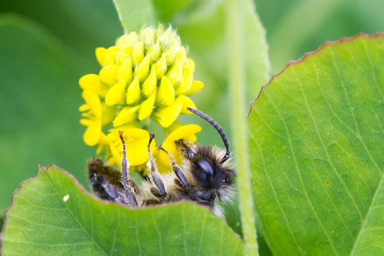 Cunilingus Bilder Durchsuchen 545 Archivfotos, und