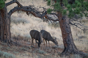 deer duo