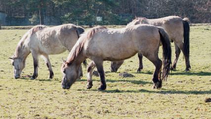 Fototapeta premium Rückzüchtung: Das Tarpan-Pferd