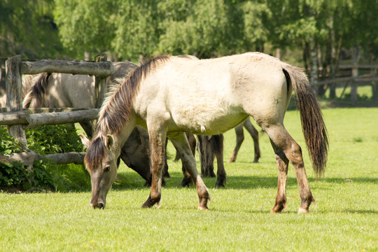 R&uuml;ckz&uuml;chtung: Das Tarpan-Pferd