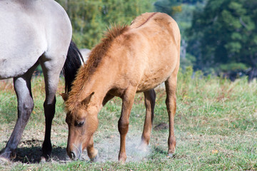 Fototapeta premium Rückzüchtung: Das Tarpan-Pferd