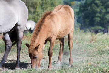 Fototapeta premium Rückzüchtung: Das Tarpan-Pferd