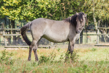 Rückzüchtung: Das Tarpan-Pferd