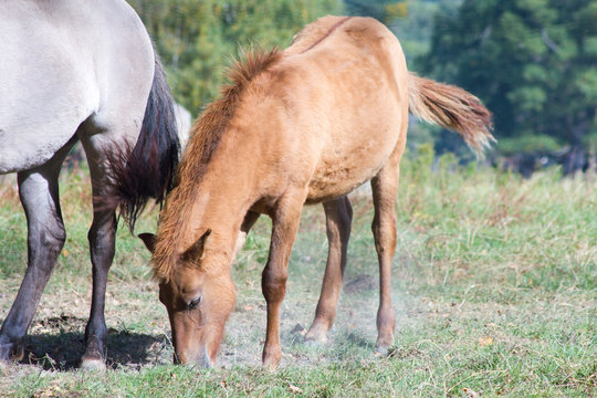 R&uuml;ckz&uuml;chtung: Das Tarpan-Pferd