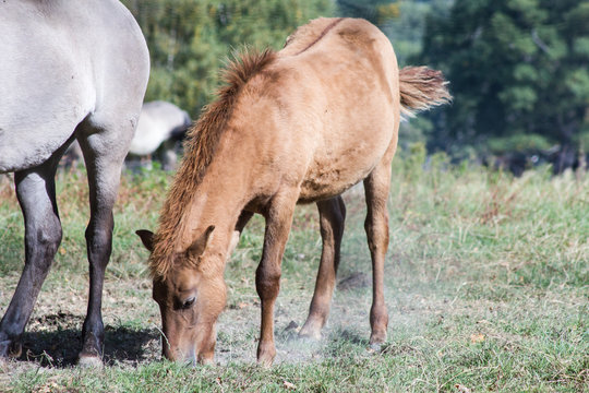 R&uuml;ckz&uuml;chtung: Das Tarpan-Pferd