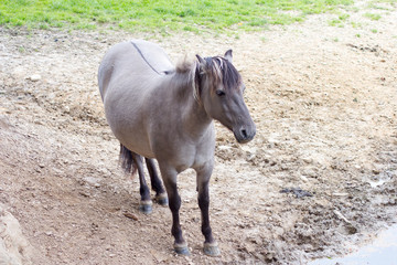 Rückzüchtung: Das Tarpan-Pferd