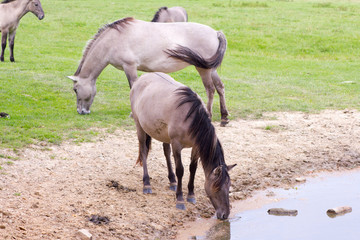Rückzüchtung: Das Tarpan-Pferd