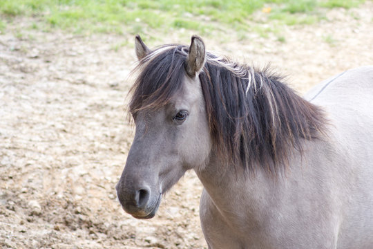 R&uuml;ckz&uuml;chtung: Das Tarpan-Pferd